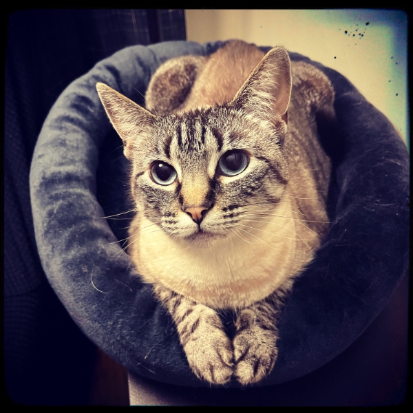 Cats